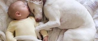 Dieser Hund wurde von seinem Besitzer misshandelt, fand aber glücklicherweise neben einem Kleinkind ein sicheres neues Zuhause