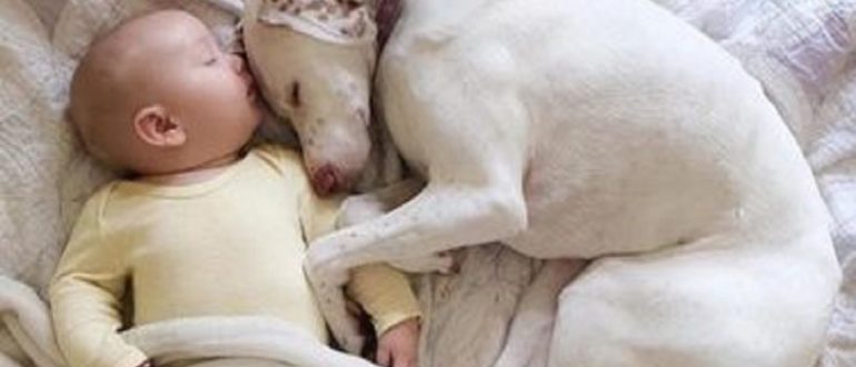 Dieser Hund wurde von seinem Besitzer misshandelt, fand aber glücklicherweise neben einem Kleinkind ein sicheres neues Zuhause