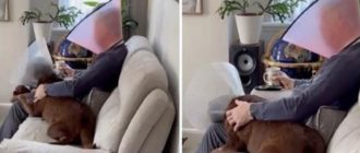 Ein Mann begleitet seinen Welpen mit einem Kegel am Hals (Video)