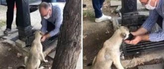 Ein Mann sammelt Wasser in seinen Händen und löscht den Durst eines streunenden Hundes (Video)