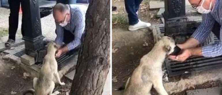 Ein Mann sammelt Wasser in seinen Händen und löscht den Durst eines streunenden Hundes (Video)