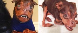 Ein deformierter Hund wird ignoriert, weil Adoptierende ihn für abscheulich halten