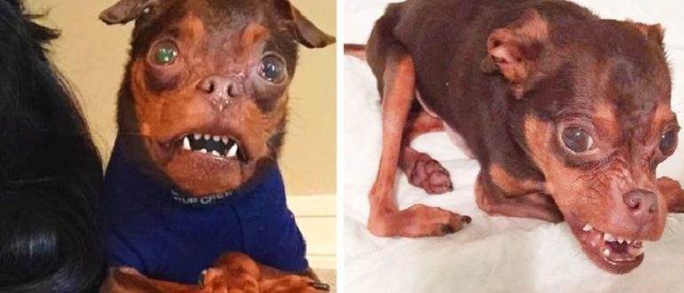 Ein deformierter Hund wird ignoriert, weil Adoptierende ihn für abscheulich halten