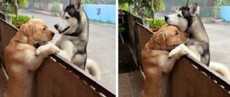 Ein einsamer Husky stürmt aus dem offenen Tor, um seinen besten Begleiter zu sehen