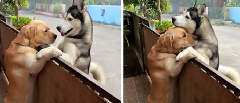 Ein einsamer Husky stürmt aus dem offenen Tor, um seinen besten Begleiter zu sehen