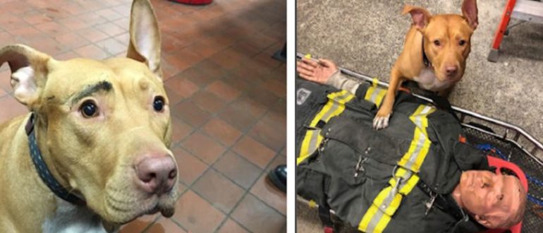 Ein verlassener Pitbull, der von Feuerwehrleuten aus einem Schneesturm gerettet wurde, lebt jetzt ein gutes Leben