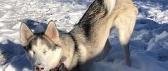 Eine blinde Hündin lässt sich aufgrund ihres Zustands nicht davon abhalten, den Schnee zu genießen