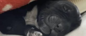 Frau pflegt neugeborenen Welpen, nachdem grausamer Mensch ihn fallen gelassen hat (Video)