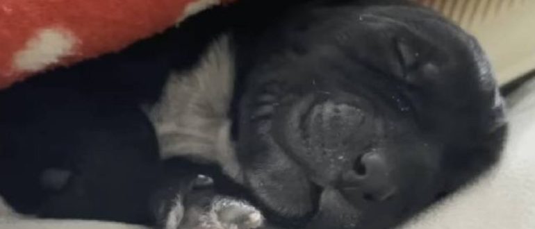 Frau pflegt neugeborenen Welpen, nachdem grausamer Mensch ihn fallen gelassen hat (Video)