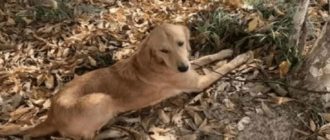 Golden Retriever lief zwei Wochen lang über 60 Meilen, um nach Hause zu kommen (Video)