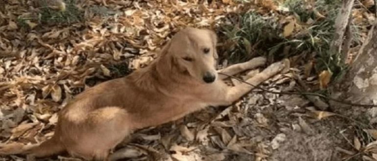 Golden Retriever lief zwei Wochen lang über 60 Meilen, um nach Hause zu kommen (Video)