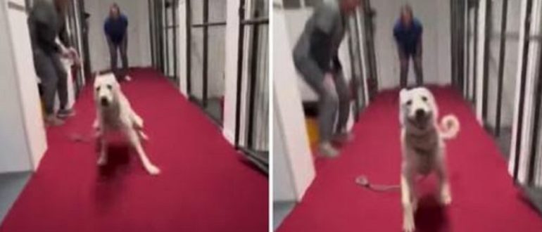 Hund, der seit mehr als einem Jahr abgelehnt wird, springt vor Freude, als er erfährt, dass er adoptiert wird (Video)