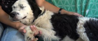 Hund schläft auf dem Schoß ihres Retters ein, nachdem sie merkt, dass sie gerettet wurde (Video)