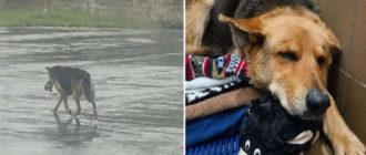 Hund wurde mit Stofftier in den Straßen von Detroit gefunden und gerettet