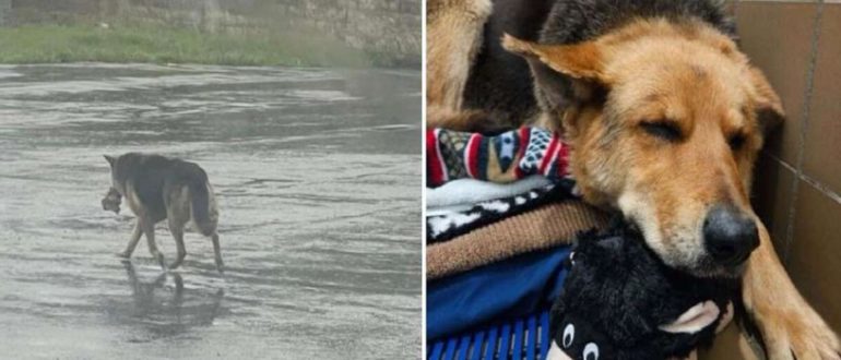 Hund wurde mit Stofftier in den Straßen von Detroit gefunden und gerettet