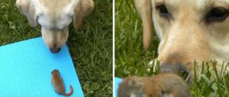 Labrador adoptiert ein verwaistes Eichhörnchen und wacht über ihn, während er schläft (Video)