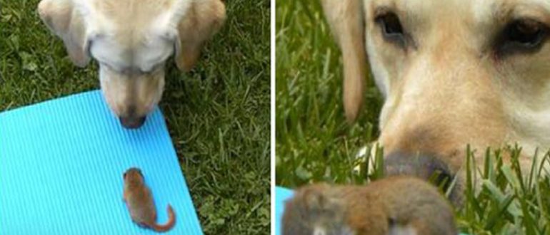 Labrador adoptiert ein verwaistes Eichhörnchen und wacht über ihn, während er schläft (Video)