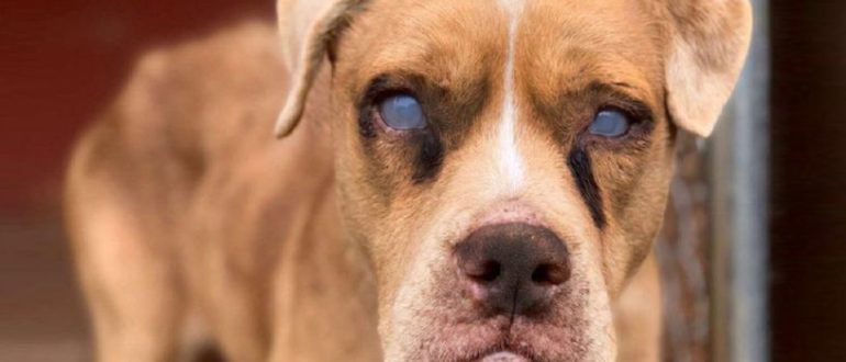 Nachdem er acht Jahre lang angekettet war, hüpft ein blinder Hund vor Freude, als er sein eigenes Bett bekommt