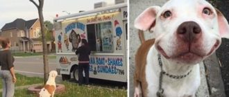 Pitbull wartet geduldig in der Schlange, um Eiscreme zu kaufen (Video)