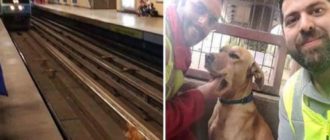 Sie retten einen Welpen, der auf eine gefährliche U-Bahnlinie gefallen ist