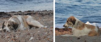 Streunender Hund, der einer Frau am Strand nachjagt, entpuppt sich als getarnter Schatz (Video)