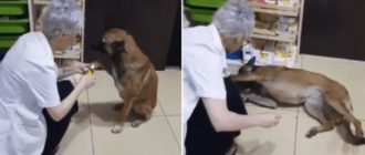 Streunender Hund geht zur Apotheke und bittet um Hilfe für ihre verletzte Pfote (Video)