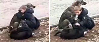 Süßes Kind hört auf, verlassene Hunde zu umarmen, wenn es denkt, dass niemand zuschaut