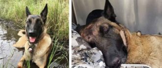 Tapferer Hund rettet Besitzer vor einem Berglöwenangriff
