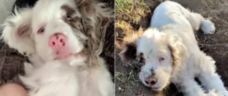 Tauber und blinder Welpe nutzt seine Superkräfte, um nach vergrabenen Schätzen zu graben (Video)