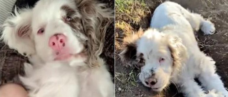 Tauber und blinder Welpe nutzt seine Superkräfte, um nach vergrabenen Schätzen zu graben (Video)