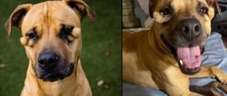 „HÄSSLICHE“ Tierheimhündin aus Orlando, die viral ging, wird adoptiert und an den Augen operiert – Sehen Sie, wie sie jetzt aussieht …!