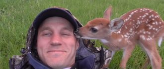 Baby Deer weigert sich, den Mann zu verlassen, der ihr das Leben gerettet hat (Video)