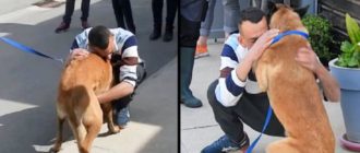 Besitzer reist 310 Meilen, um seinen gestohlenen Hund wiederzusehen (Video)