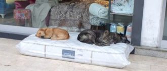 Das Möbelhaus bietet Matratzen für streunende Hunde zum Schlafen an