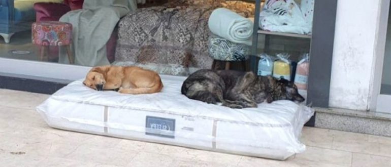 Das Möbelhaus bietet Matratzen für streunende Hunde zum Schlafen an