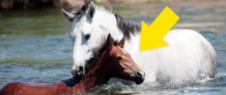 Das Pferd rettet einem Stutfohlen das Leben, als es von der Flussströmung mitgerissen wurde (Video)