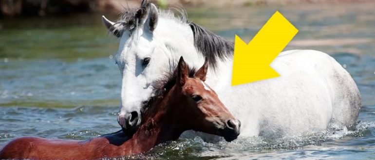 Das Pferd rettet einem Stutfohlen das Leben, als es von der Flussströmung mitgerissen wurde (Video)
