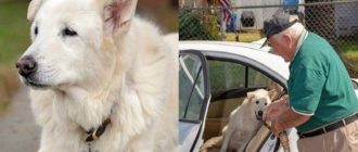 Der 13-jährige Hund verbrachte sein ganzes Leben im Tierheim – bis ihn ein älterer Veteran aufnahm