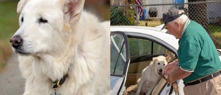 Der 13-jährige Hund verbrachte sein ganzes Leben im Tierheim – bis ihn ein älterer Veteran aufnahm