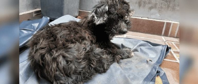 Der Besitzer eines Hundes lässt ihn zurück und versiegelt seine Augen mit Klebstoff, um ihn absichtlich daran zu hindern, den Weg zurück nach Hause zu finden