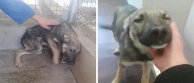 Der Hund, der Angst davor hatte, von Menschen berührt zu werden, liebt es jetzt, gestreichelt zu werden (Videos)