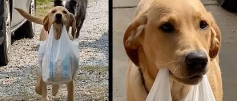 Der Hund hilft dem Besitzer beim Ausladen des Autos mit seiner Schnauze und einer Tüte mit im Supermarkt gekauften Lebensmitteln (Video)