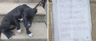 Der Hund wurde mit der Pizza und einem traurigen Zettel an das Geländer gefesselt