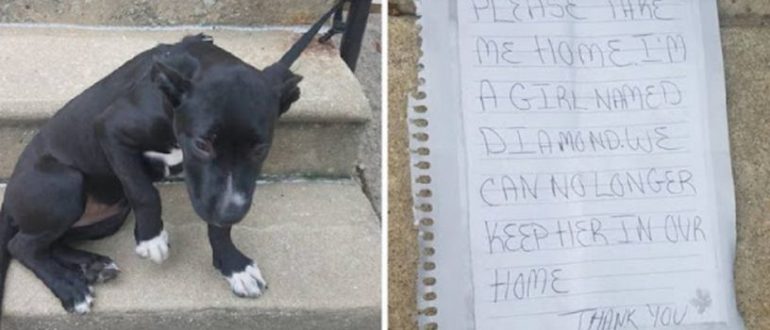 Der Hund wurde mit der Pizza und einem traurigen Zettel an das Geländer gefesselt