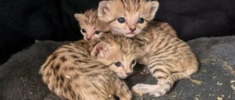Der North Carolina Zoo feiert die Geburt entzückender neugeborener Sandkatzen-Drillinge