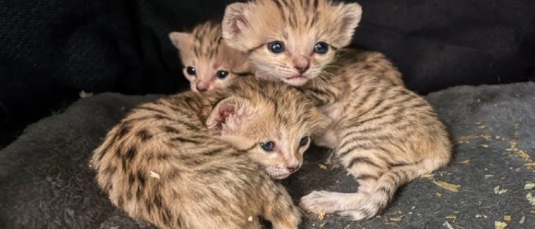 Der North Carolina Zoo feiert die Geburt entzückender neugeborener Sandkatzen-Drillinge