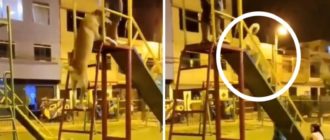 Der Welpe spielt auf einer Kinderrutsche und sieht aus wie ein anderes fröhlich spielendes Kind (Video)