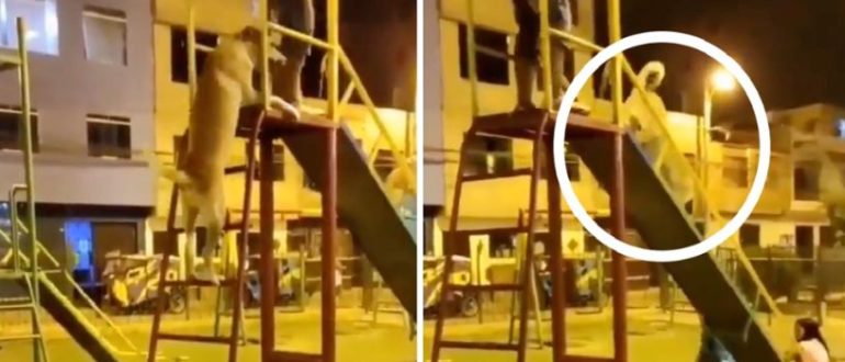 Der Welpe spielt auf einer Kinderrutsche und sieht aus wie ein anderes fröhlich spielendes Kind (Video)