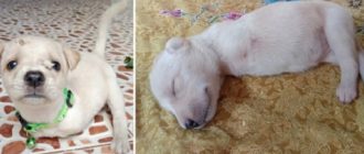 Der deformierte Hund, den seine Mutter zurückgelassen hat, wackelt auf dem Schoß eines Jungen (Video)