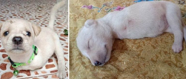 Der deformierte Hund, den seine Mutter zurückgelassen hat, wackelt auf dem Schoß eines Jungen (Video)